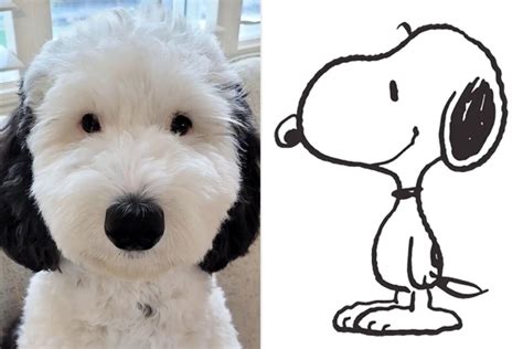 What Breed Of Dog Is Snoopy – [Vet Explains Pets]